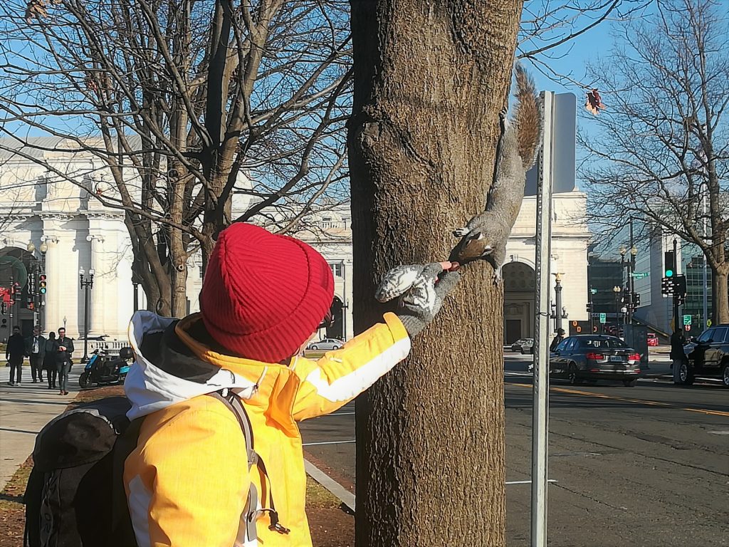 Squirrel in Washington