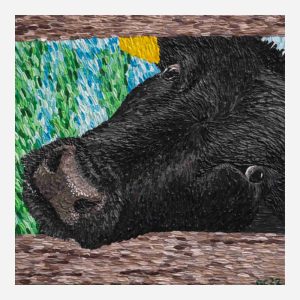 black cow fineart print